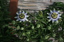 gal/cro 08/_thb_small-IMG_4647.JPG